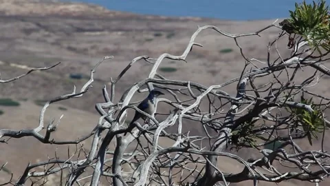 Desolate Landscape Bird Grooming Stock Footage 152739879
