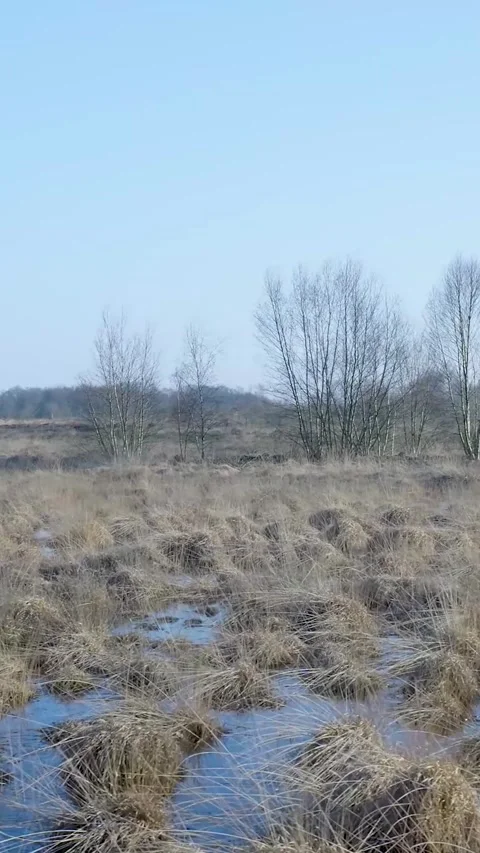 Desolate Marshy Landscape During Tranquil Winter Day Stock Footage 335477623