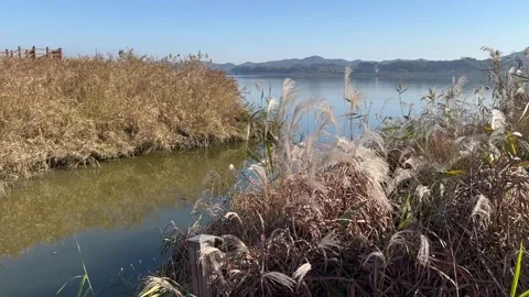Desolate Reed Field with no people 02 Stock Footage 339188319