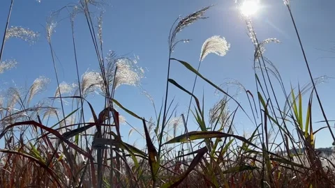 Desolate Reed Field with no people 04 Stock Footage 339188375