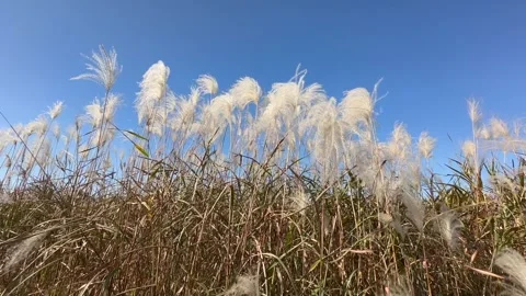 Desolate Reed Field with no people 03 Stock Footage 339188377