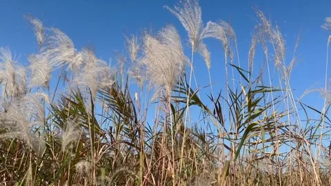 Desolate Reed Field with no people 05 Stock Footage 339188411