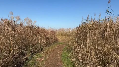 Desolate Reed Field with no people 07 Stock Footage 339188469