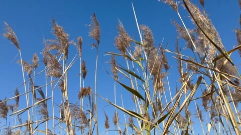 Desolate Reed Field with no people 13 Stock Footage 339188529