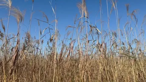 Desolate Reed Field with no people 08 Stock Footage 339188542