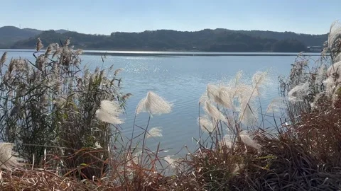 Desolate Reed Field with no people 10 Stock Footage 339188580