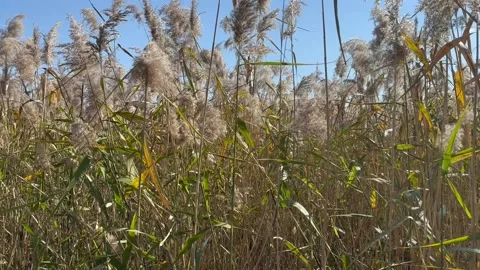 Desolate Reed Field with no people 06 Stock Footage 339188597