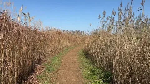 Desolate Reed Field with no people 01 Stock Footage 339188686