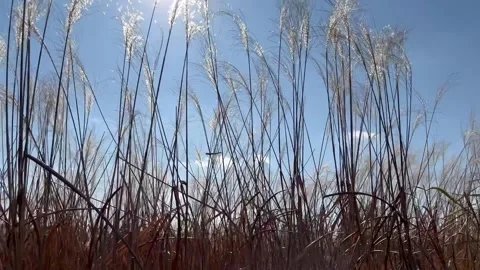 Desolate Reed Field with no people 12 Stock Footage 339188738