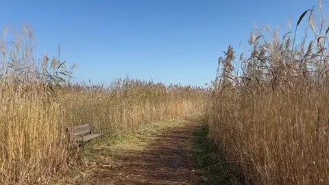 Desolate Reed Field with no people 16 Stock Footage 339190289