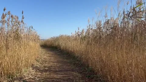 Desolate Reed Field with no people 17 Stock Footage 339190291