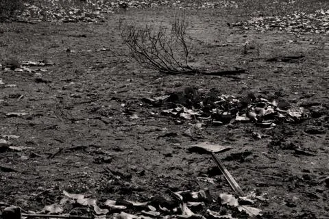 Desolate River Bed 写真素材