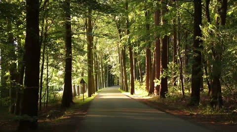 Desolate road in a forest Stock Footage 27172996
