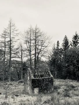Desolate Ruin in Forest Stock Photos