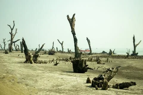 A desolate tidal flat mangrove with gnarled tree stumps hazy sea Foto stock