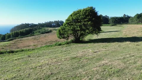 Desolate Tree On A Grassfield At The Slopes Stock Footage 229239463