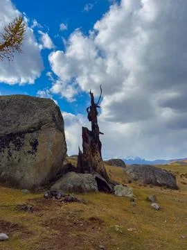Desolate tree remains among rocks in a mountain meadow under a dramatic sky Foto stock