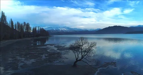 Desolate Tree in the Wilderness Stock Footage 92830056