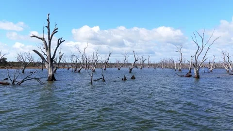 Desolate Water Landscape with Dead Trees Toolondo Stock Footage 335255481