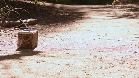 Desperate Squirrel Writhing in Trap Stock Footage 140154876
