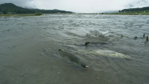 Desperate Struggle. Salmon Struggle to Survive in the River. Salmon carcass. Stock Footage 235476375