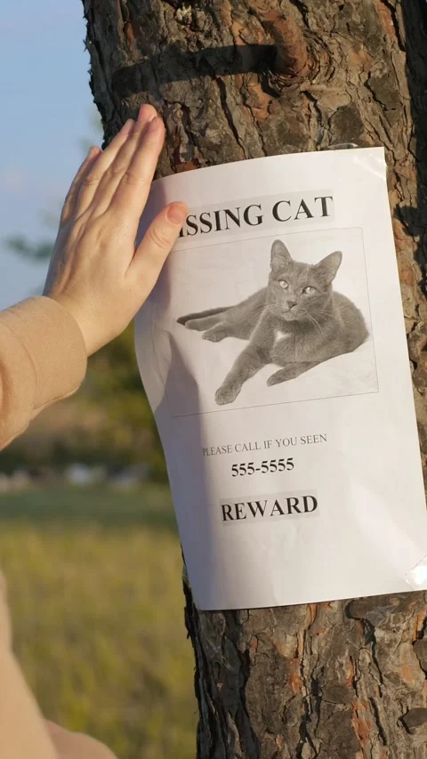 Desperate woman posting a missing cat flyer with a reward on a tree, hoping to Stock Footage 342904572