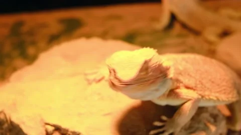 Dessert Lizard display Stock Footage 152921112