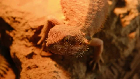 Dessert Lizard display Stock Footage 152921127