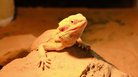 Dessert Lizard display Stock Footage 152921134