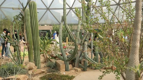 Dessert plant garden Stock Footage 257541764
