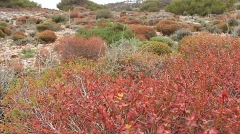 Dessert plants moving in the wind Stock Footage 37531804