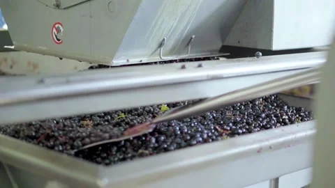 Destemmed red grapes stacked in the sorting area, removed with shovel, Stock Footage 188707258