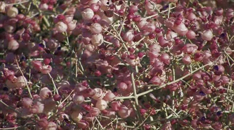 Destert Flowers 1 Stock Footage 10610618