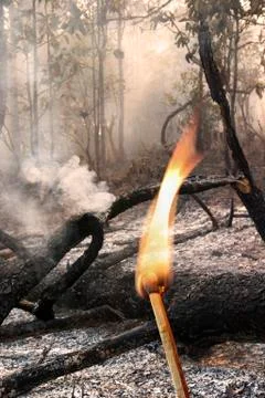 Destroyed by burning tropical forest Stock Photos