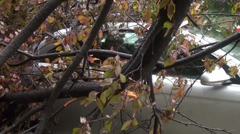 Destroyed car trapped under fallen tree after wind storm Stock Footage 31209550