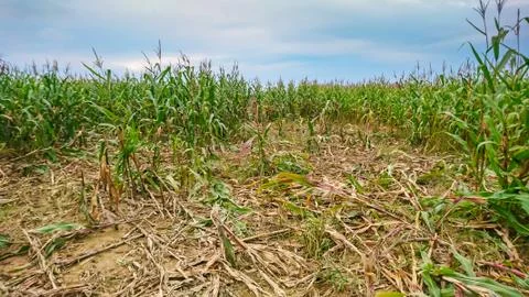 Destroyed corn field Stock Photos