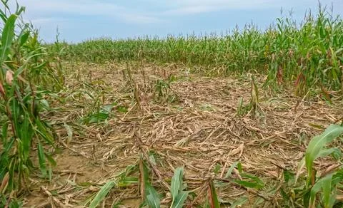 Destroyed corn field Stock Photos