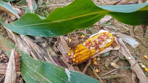 Destroyed corn field Stock Photos