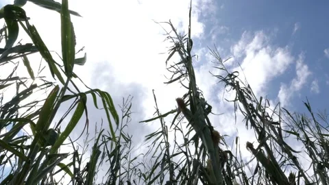 Destroyed corn, maize waving in the wind, natural catastrophe, low angle Stock Footage 158794746
