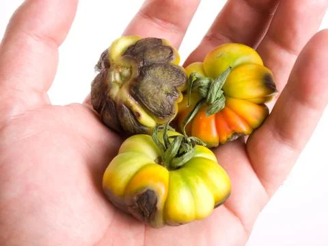 Destroyed crops Foto stock