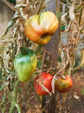 Destroyed crops Stock Photos
