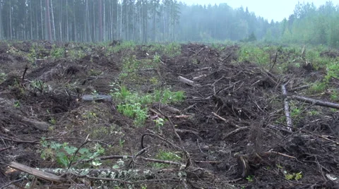 Destroyed forest 2 Stock Footage 47654410