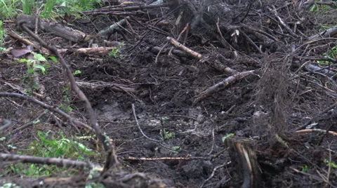 Destroyed forest 3 Video stock 47654546