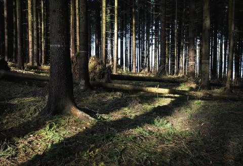 Destroyed forest after a strong wind Stock Photos