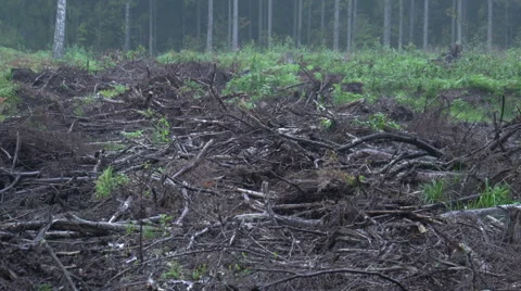 Destroyed forest (closer view) Video stock 47653604