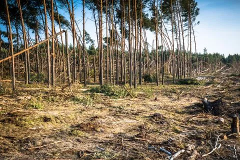 Destroyed forest as an effect of strong storm Stock Photos