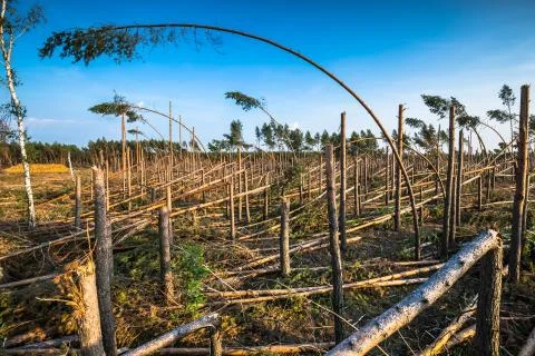 Destroyed forest as an effect of strong storm Stock Photos