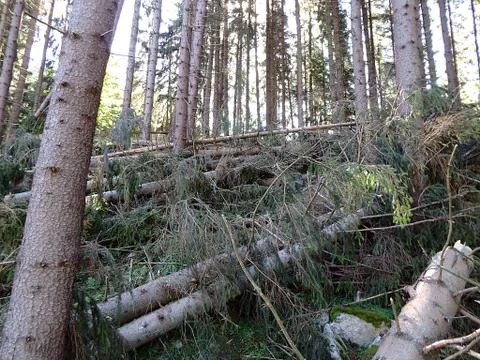 Destroyed forest as an effect of strong storm Stock Photos