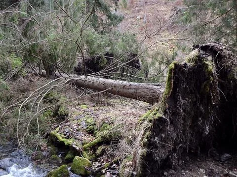 Destroyed forest as an effect of strong storm Stock Photos