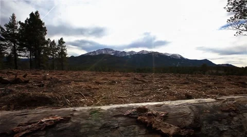Destroyed Forest Stock Footage 44746410